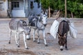 Three donkey standing