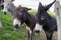 Three donkeys behind the fence. Donkeys at countyside. Farm concept. Animals concept. Pasture background. Royalty Free Stock Photo