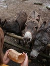 Three donkeys getting fed at a zoo