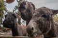 Three donkeys getting fed at a zoo