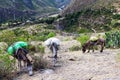 Three Donkeys Grazing Along Trail Peru South America