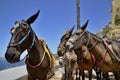 Three donkeys Royalty Free Stock Photo