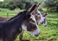 Three donkeys in Ireland