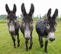 Three donkeys on a meadow