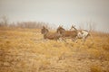 Three donkeys on the run Royalty Free Stock Photo