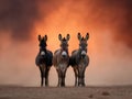 Three donkeys stand side by side against a dramatic smoke backdrop. Royalty Free Stock Photo