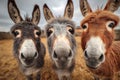 Three donkeys standing in a farm looking curious at the camera Royalty Free Stock Photo