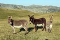 The three donkeys