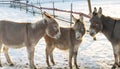 Three Donkeys in Winter