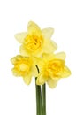 Three double daffodils Royalty Free Stock Photo