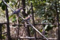 Three doves on a branch Royalty Free Stock Photo