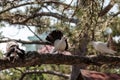 Three doves on a branch of pine Royalty Free Stock Photo