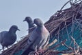 three doves on branch