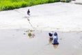 Three doves enjoying a sunbath, taking shower and drinking water in pond. Spring sunny day. Birds background. Royalty Free Stock Photo