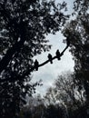 Three doves sit on one branch of a tree Royalty Free Stock Photo