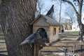 Three doves sitting on the bird manger during winter season in park