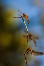 Three Dragon Flies Resting on Branch