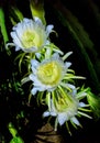 Three dragon flowers shine at night