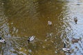 Three drakes and three mallard ducks floating in a shallow river in an autumn park Royalty Free Stock Photo