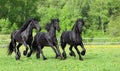 Three Dressage friesian horse portrait in outdoor Royalty Free Stock Photo