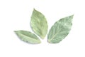 Three dried bay leaves or laurel isolated on white Royalty Free Stock Photo