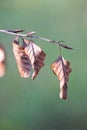 Three dried beech leaves on a tiny branch of a beech tree with green background. Autumn scene, dead leaves.