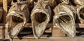 Three dried fish heads from cod stacked on a pallet