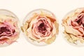 Three dried flower roses Royalty Free Stock Photo