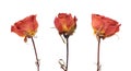 Three dried rose flowers