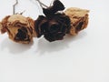 three dried roses Royalty Free Stock Photo