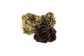 Three dried roses on a white background isolated Royalty Free Stock Photo