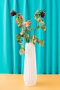 Three dried roses in a white vase on a yellow table and blue curtain background Royalty Free Stock Photo