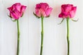 Three dried roses Royalty Free Stock Photo