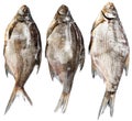 Three dried and solt freshwater fishes, isolated on white background Royalty Free Stock Photo