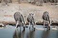 Three drinking zebras