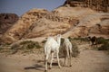 Three dromedary camels in Jordan