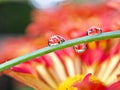 Three droplets with flowers