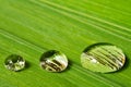 Three droplets on leaf background