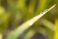 Three drops of circular droplets of grass Royalty Free Stock Photo