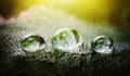 Three drops of fresh water on a plant leaf under yellow sunlight. Macro photo. Royalty Free Stock Photo