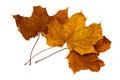 Three dry fallen maple leaves