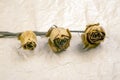 Three dry rose on paper background Royalty Free Stock Photo