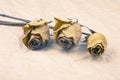 Three dry rose on paper background Royalty Free Stock Photo