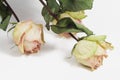 Three dry roses Royalty Free Stock Photo