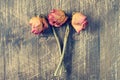 Three dry roses. Royalty Free Stock Photo