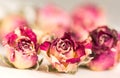 Three dry soft pink roses. Royalty Free Stock Photo