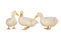 Three duck