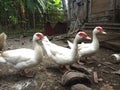 Three Duck farms in asian village