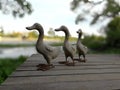 three duck