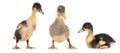 Three duckling isolated on white background. Collage Royalty Free Stock Photo